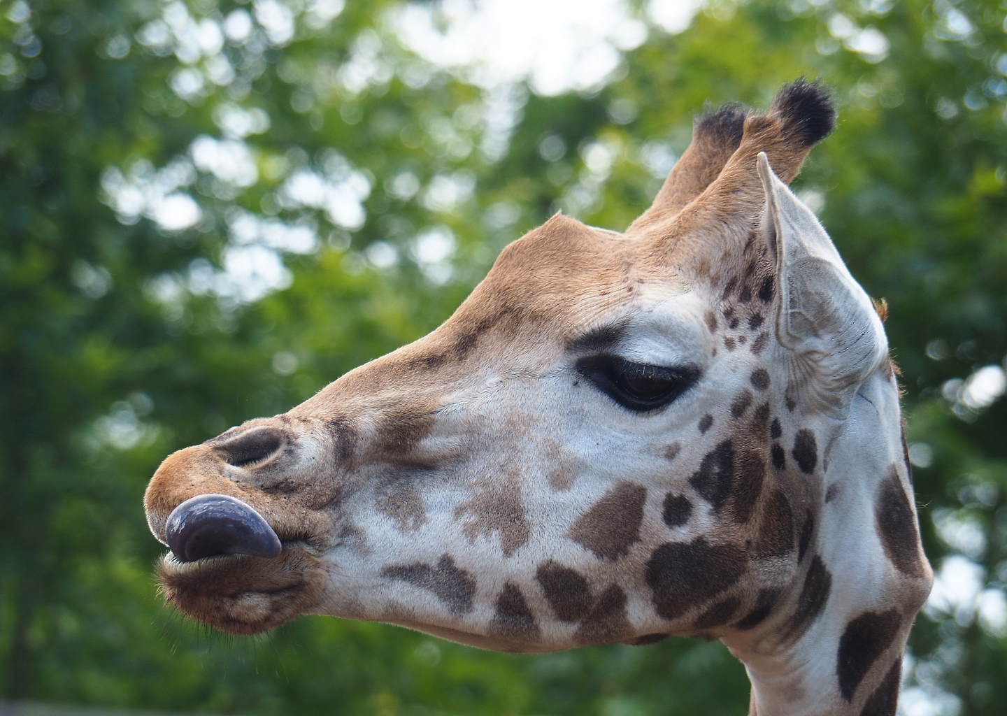 Rothschild's giraffe (Giraffa camelopardalis rothschildi), 2022-06-28