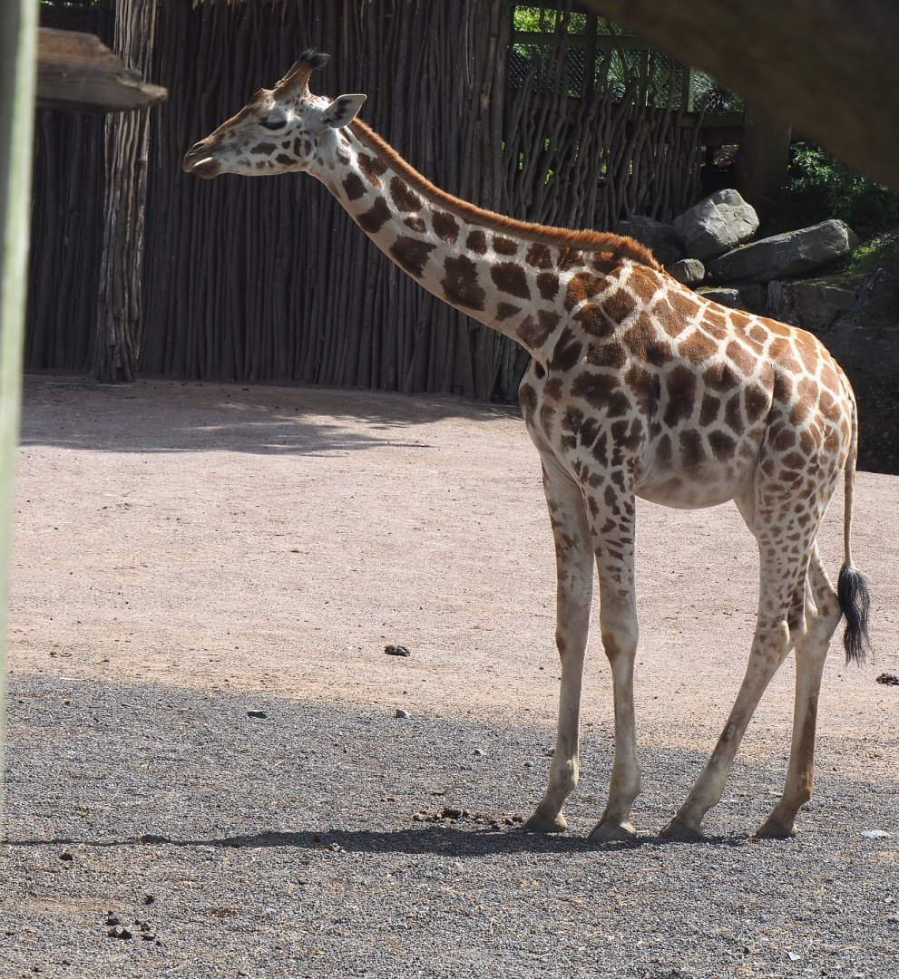 Rothschild's giraffe (Giraffa camelopardalis rothschildi), 2022-06-28