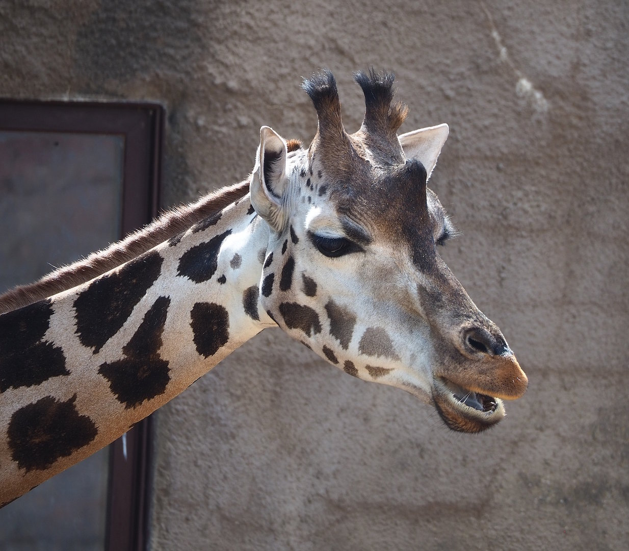 Rothschild's giraffe (Giraffa camelopardalis rothschildi), 2022-08-20