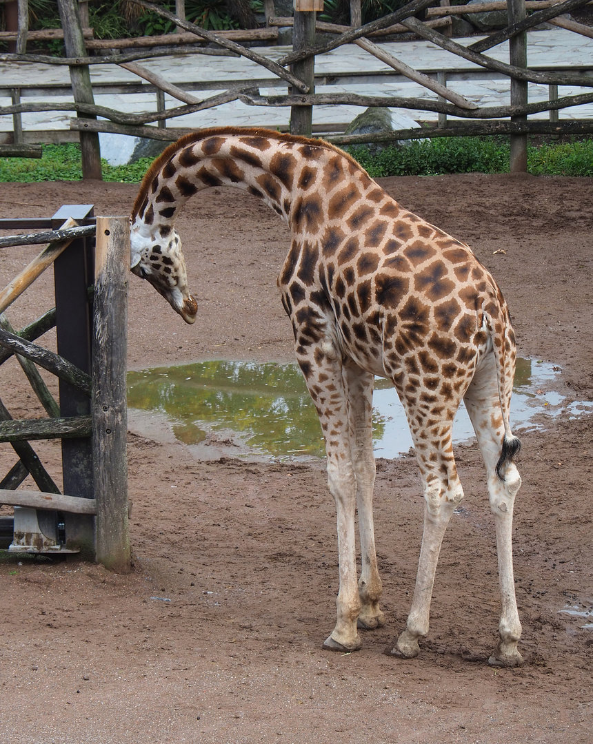 Rothschild's giraffe (Giraffa camelopardalis rothschildi), 2022-09-15