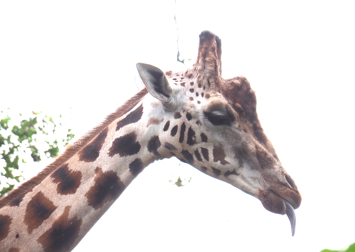 Rothschild's giraffe (Giraffa camelopardalis rothschildi), 2022-09-15