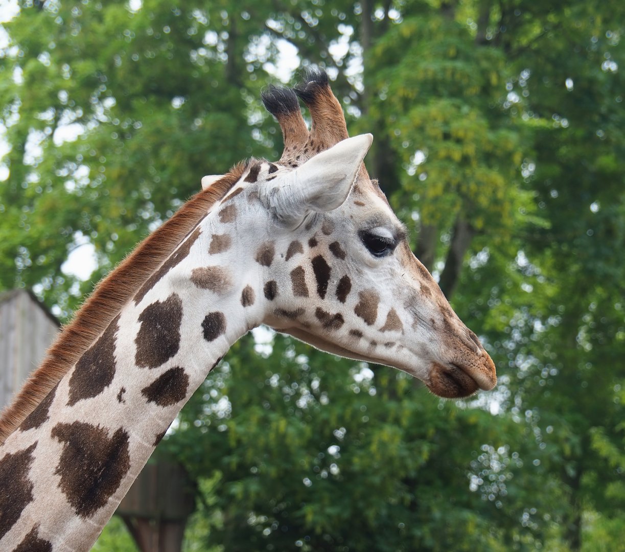 Rothschild's giraffe (Giraffa camelopardalis rothschildi), 2023-05-15