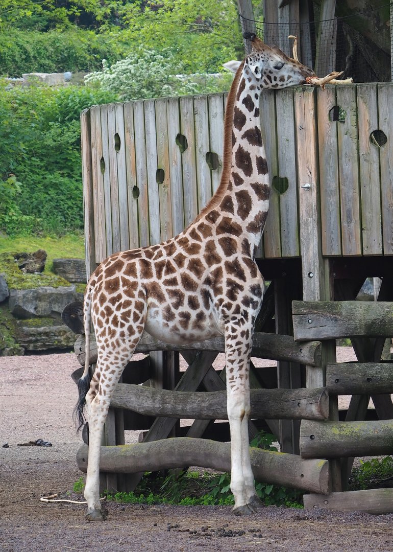 Rothschild's giraffe (Giraffa camelopardalis rothschildi), 2023-05-15