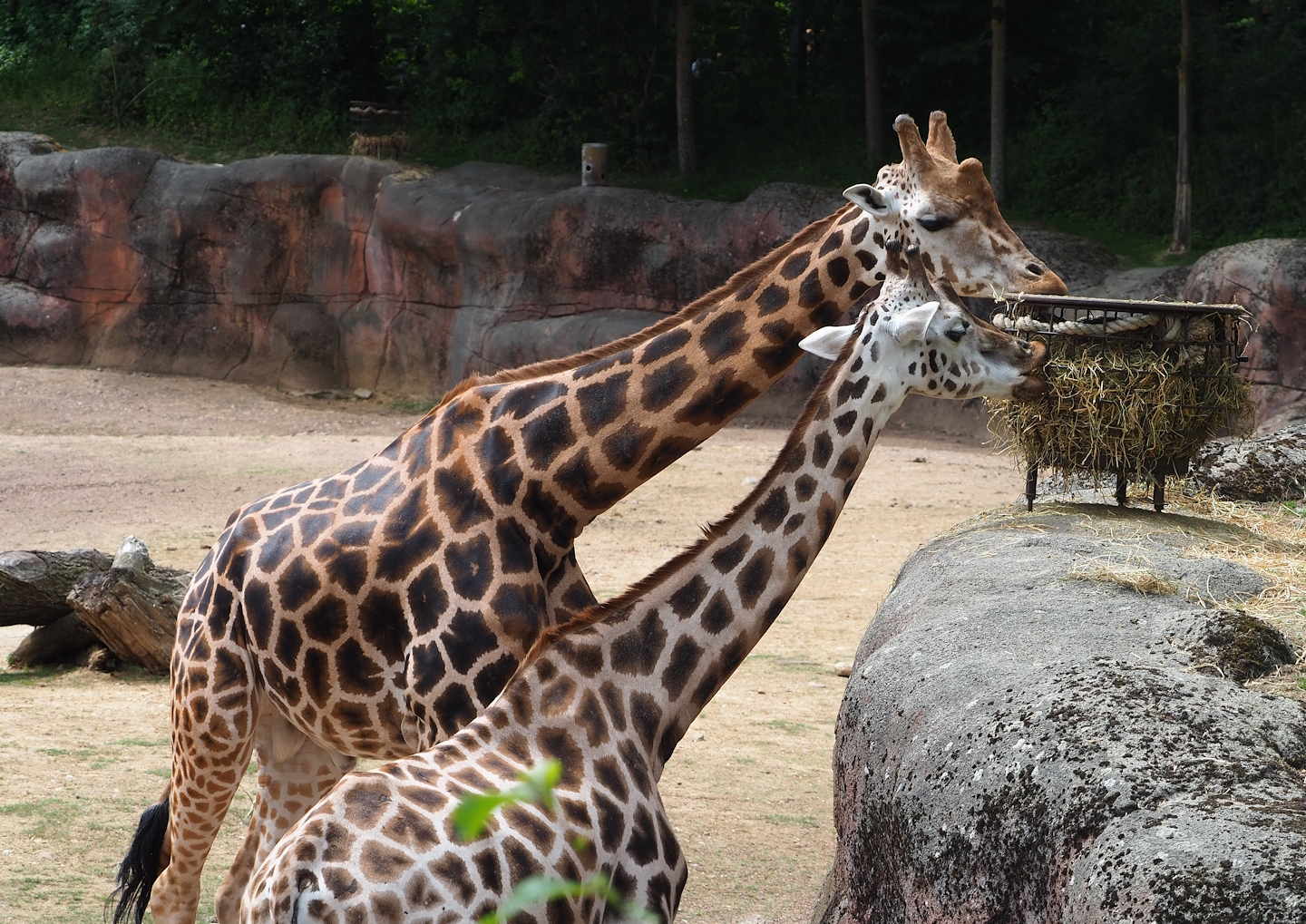 Rothschild's giraffe (Giraffa camelopardalis rothschildi), 2023-07-18