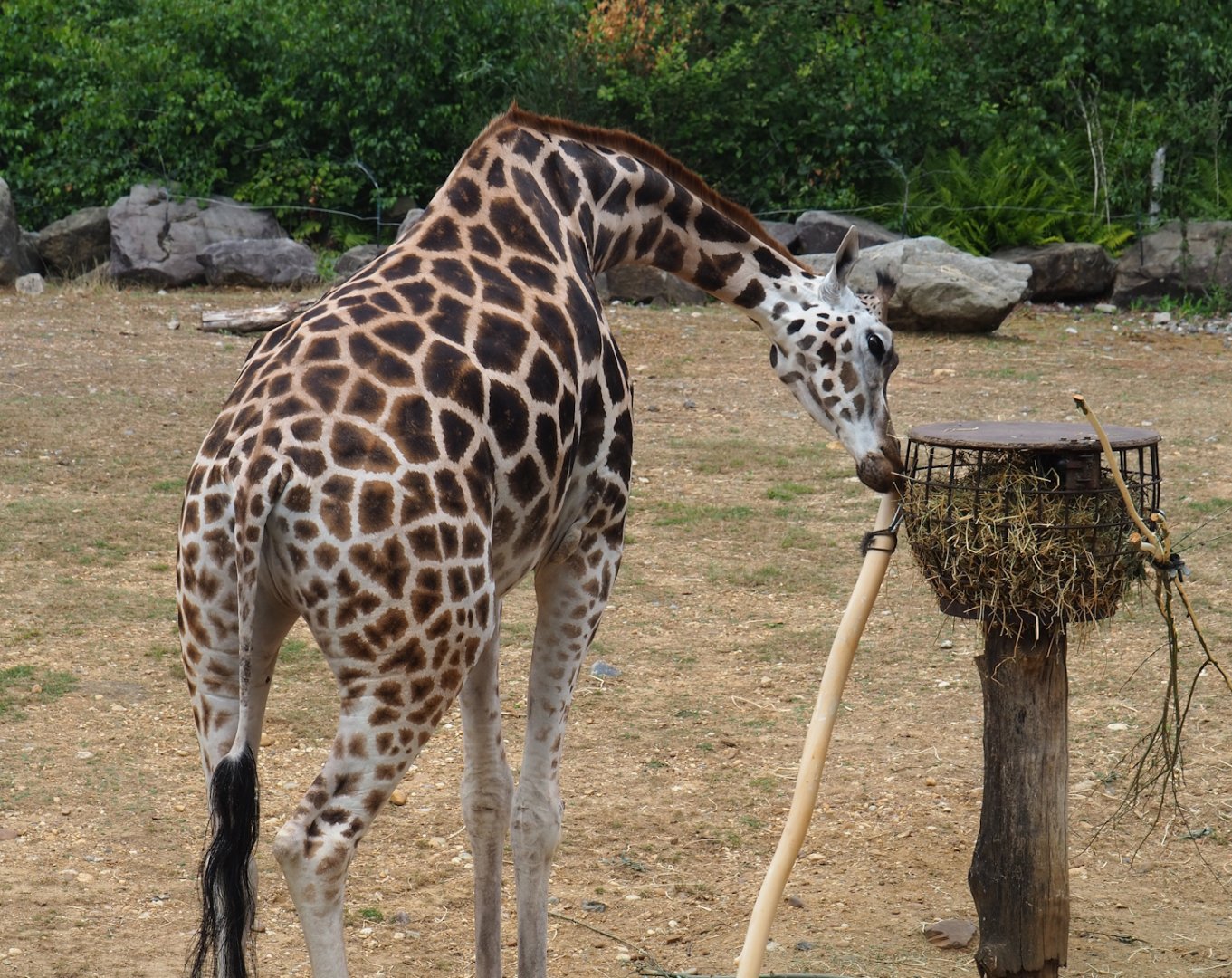 Rothschild's giraffe (Giraffa camelopardalis rothschildi), 2023-07-18