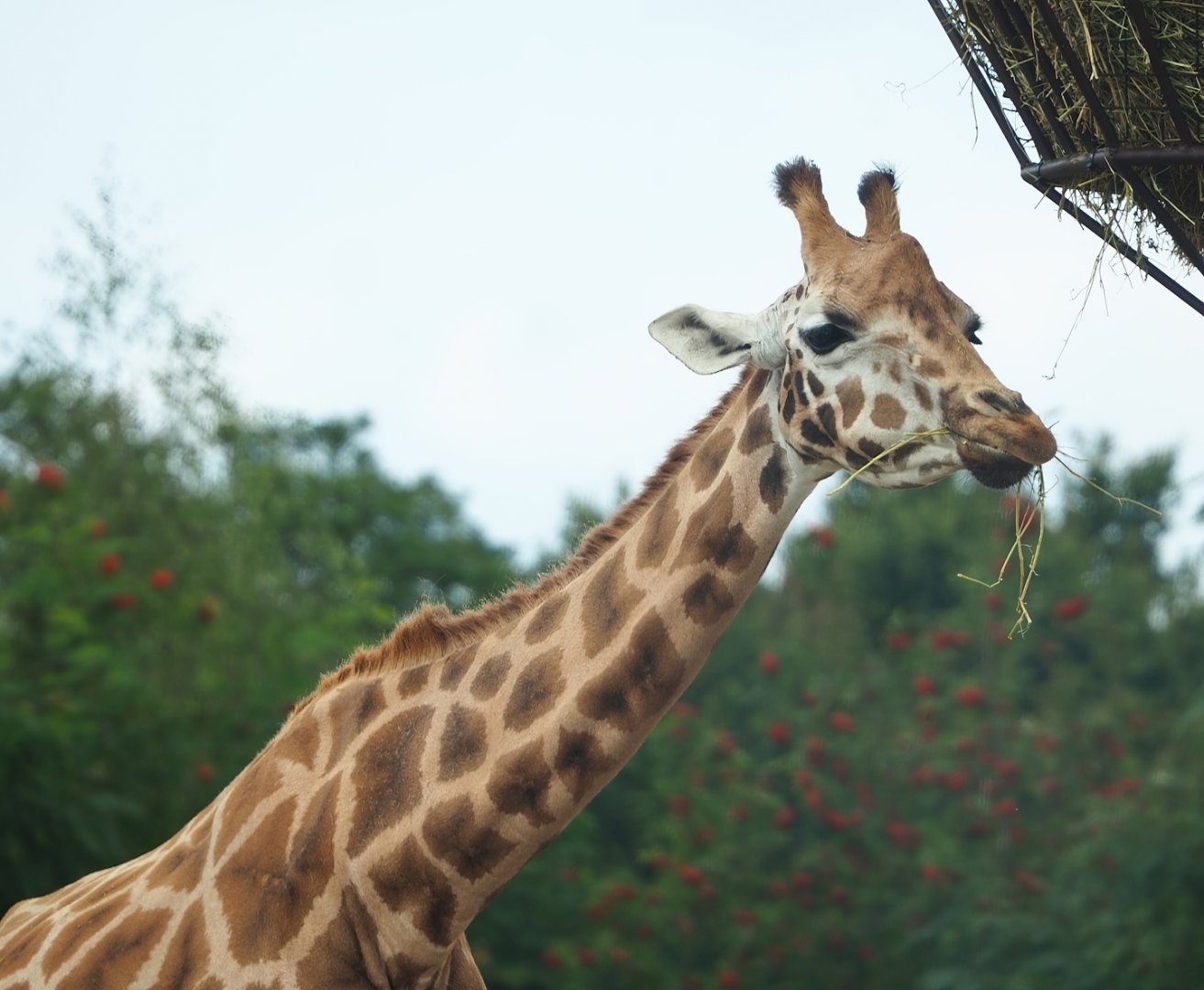 Rothschild's giraffe (Giraffa camelopardalis rothschildi), 2023-08-15