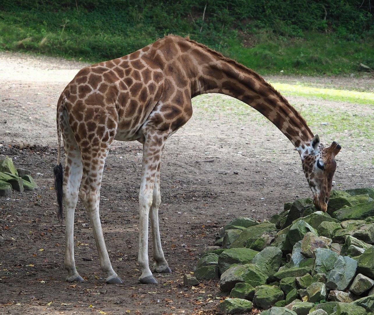 Rothschild's giraffe (Giraffa camelopardalis rothschildi), 2023-10-07