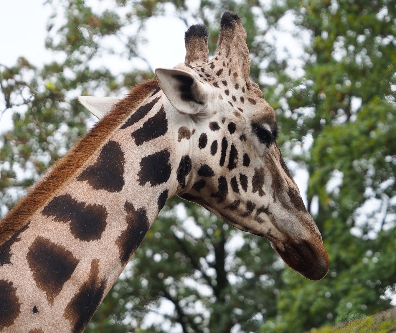 Rothschild's giraffe (Giraffa camelopardalis rothschildi), 2023-10-13