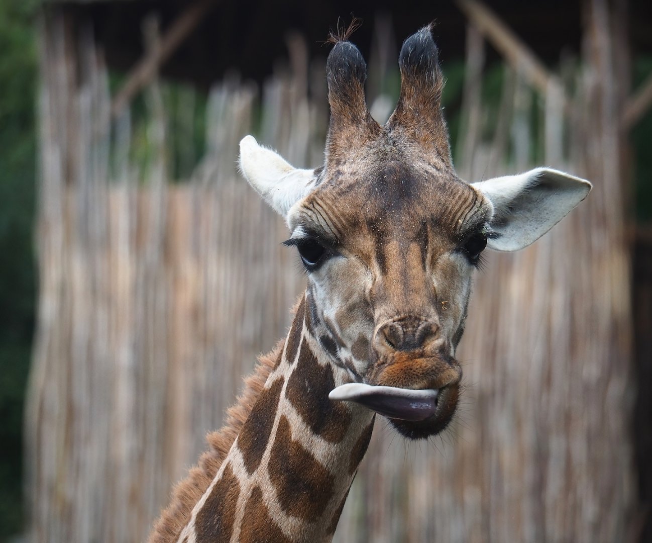 Rothschild's giraffe (Giraffa camelopardalis rothschildi), 2023-10-13