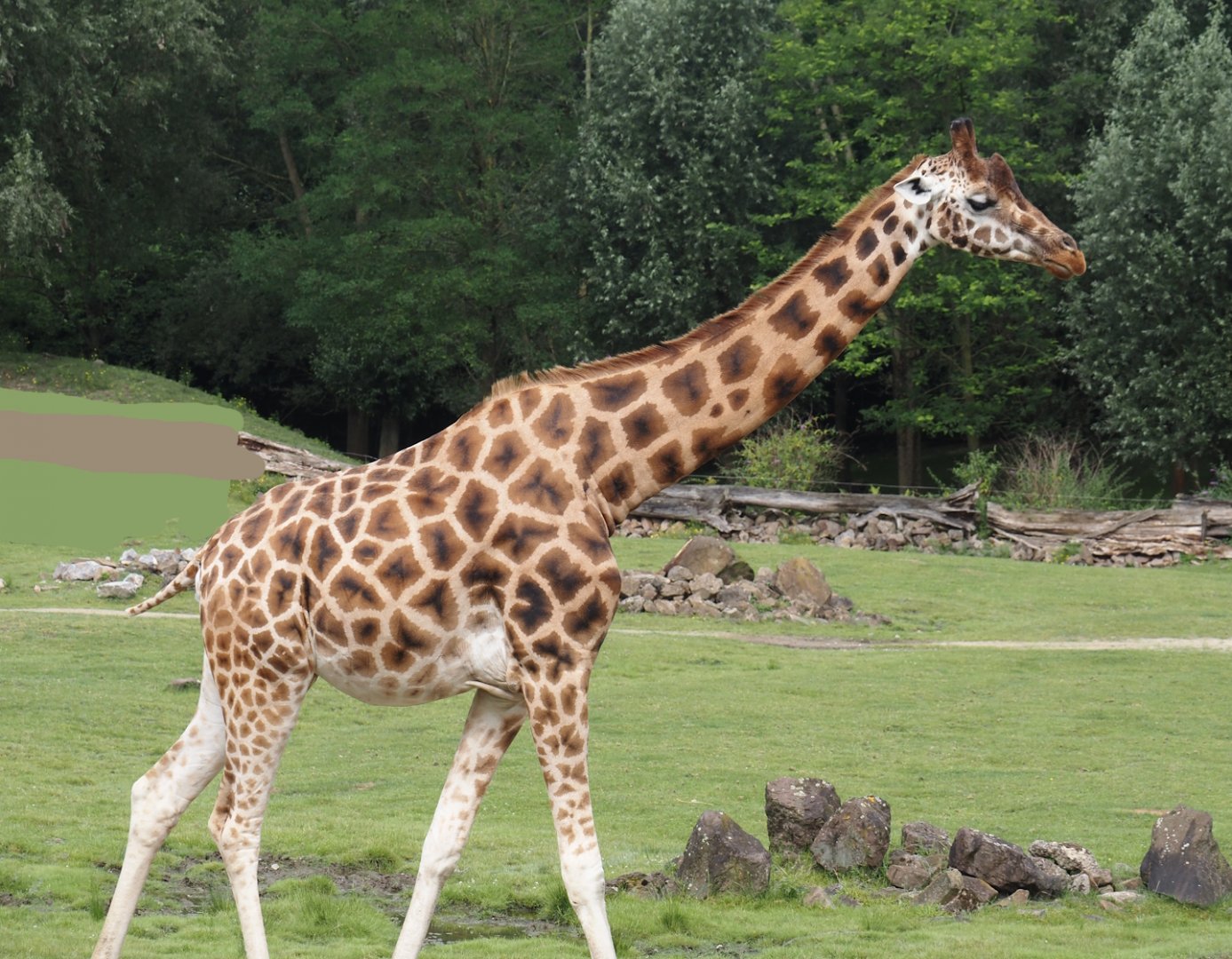 Rothschild's giraffe (Giraffa camelopardalis rothschildi), 2024-08-05