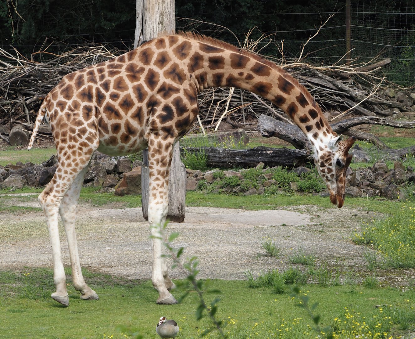 Rothschild's giraffe (Giraffa camelopardalis rothschildi), 2024-08-05