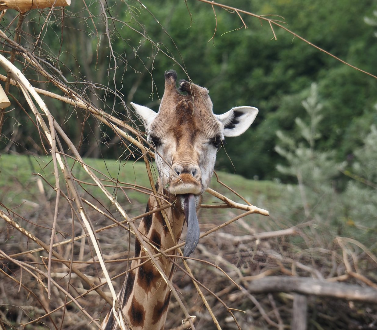 Rothschild's giraffe (Giraffa camelopardalis rothschildi), 2024-08-05