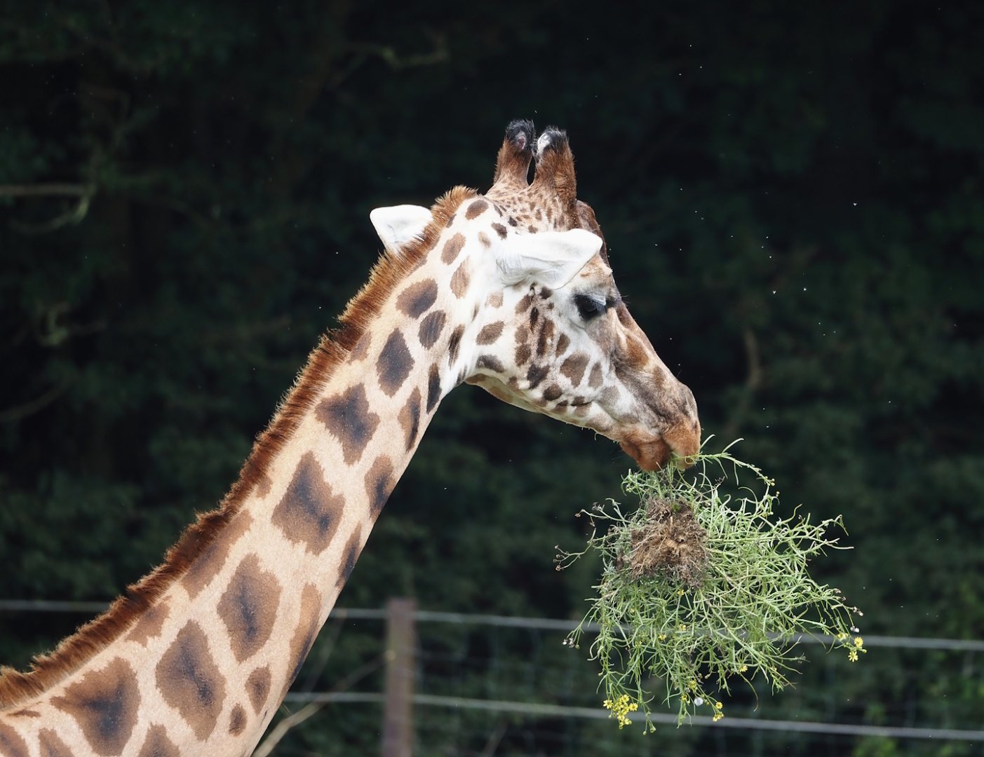 Rothschild's giraffe (Giraffa camelopardalis rothschildi), 2024-08-05