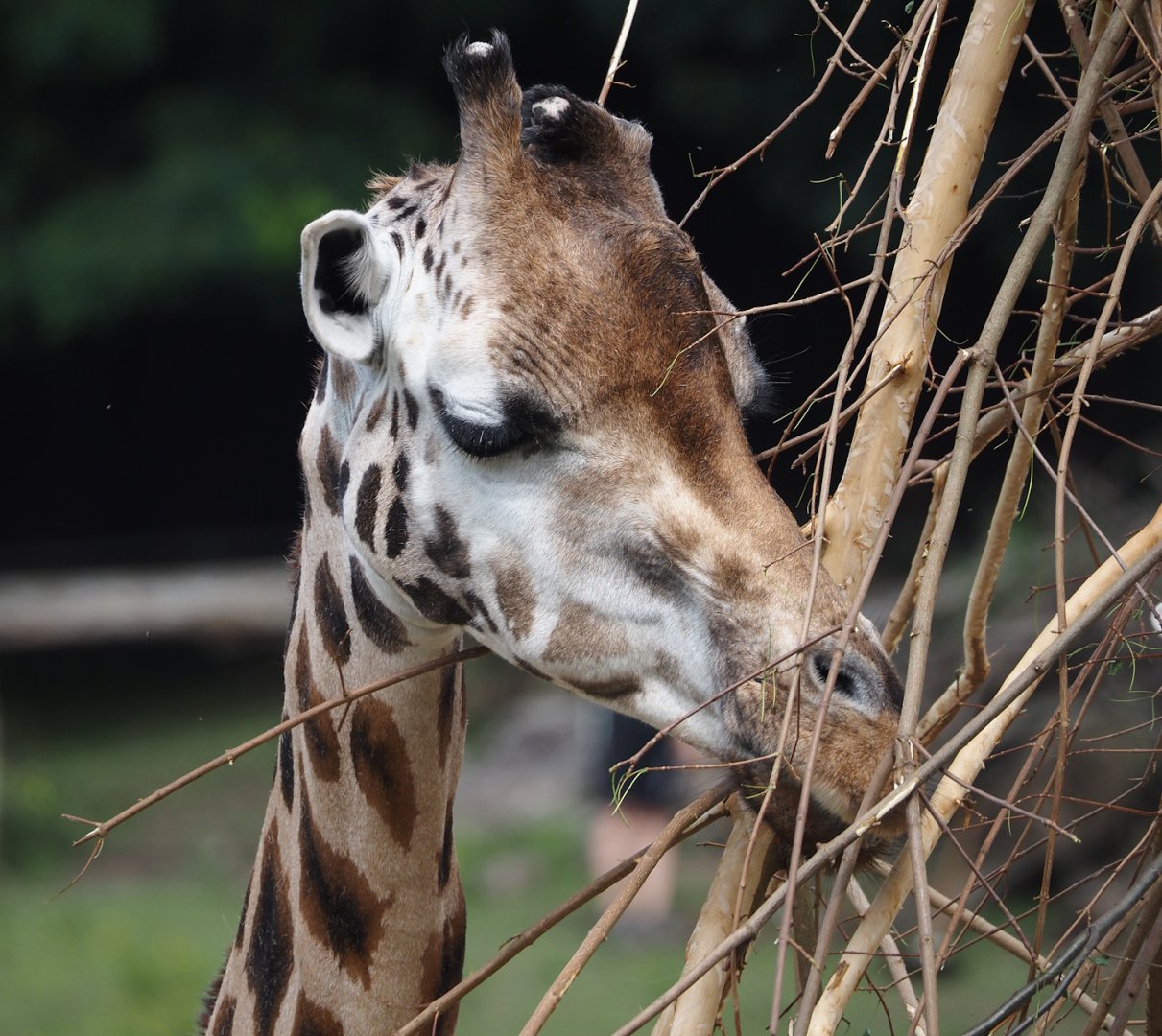 Rothschild's giraffe (Giraffa camelopardalis rothschildi), 2024-08-05