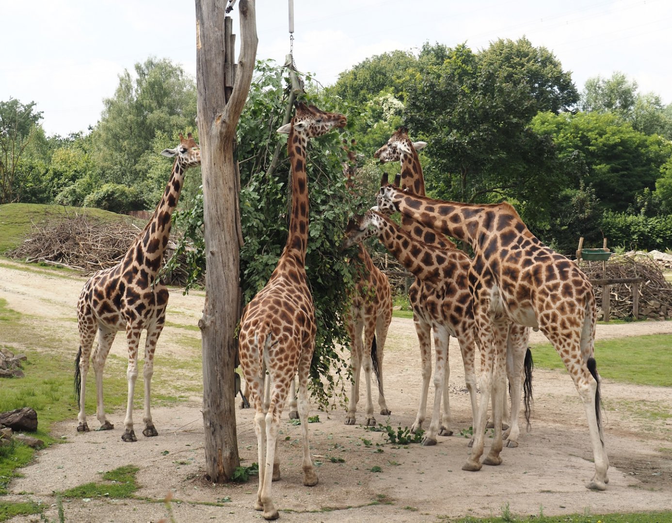 Rothschild's giraffe (Giraffa camelopardalis rothschildi), 2024-08-05
