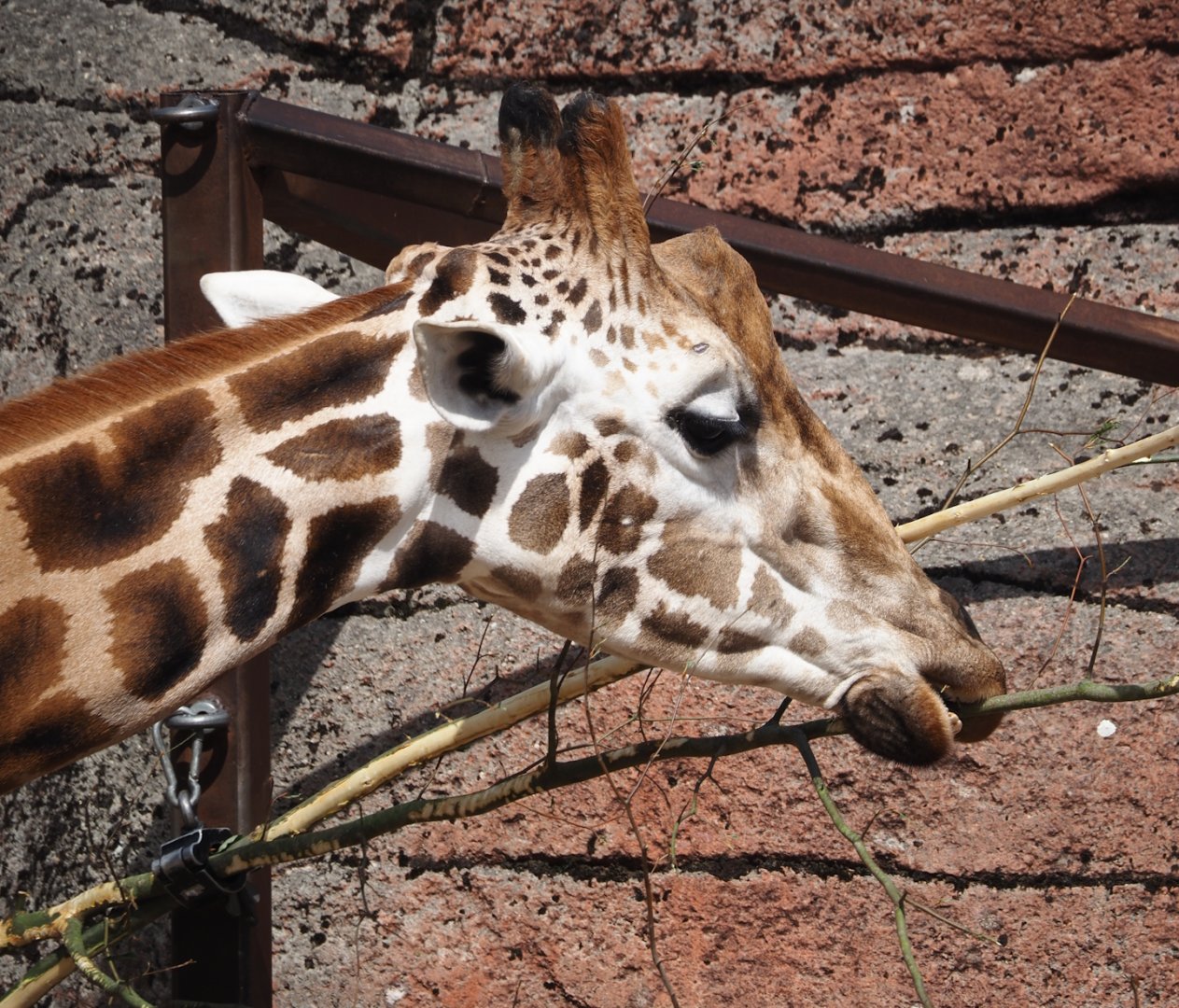Rothschild's giraffe (Giraffa camelopardalis rothschildi), 2024-08-21
