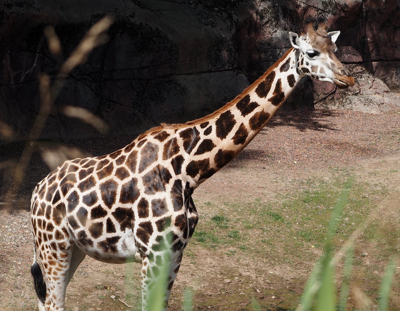 Rothschild's giraffe (Giraffa camelopardalis rothschildi), 2024-08-21