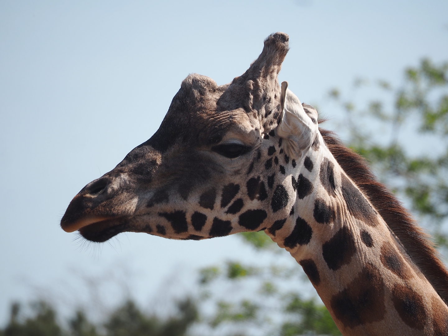 Rothschild's giraffe (Giraffa camelopardalis rothschildi), 2025-04-30