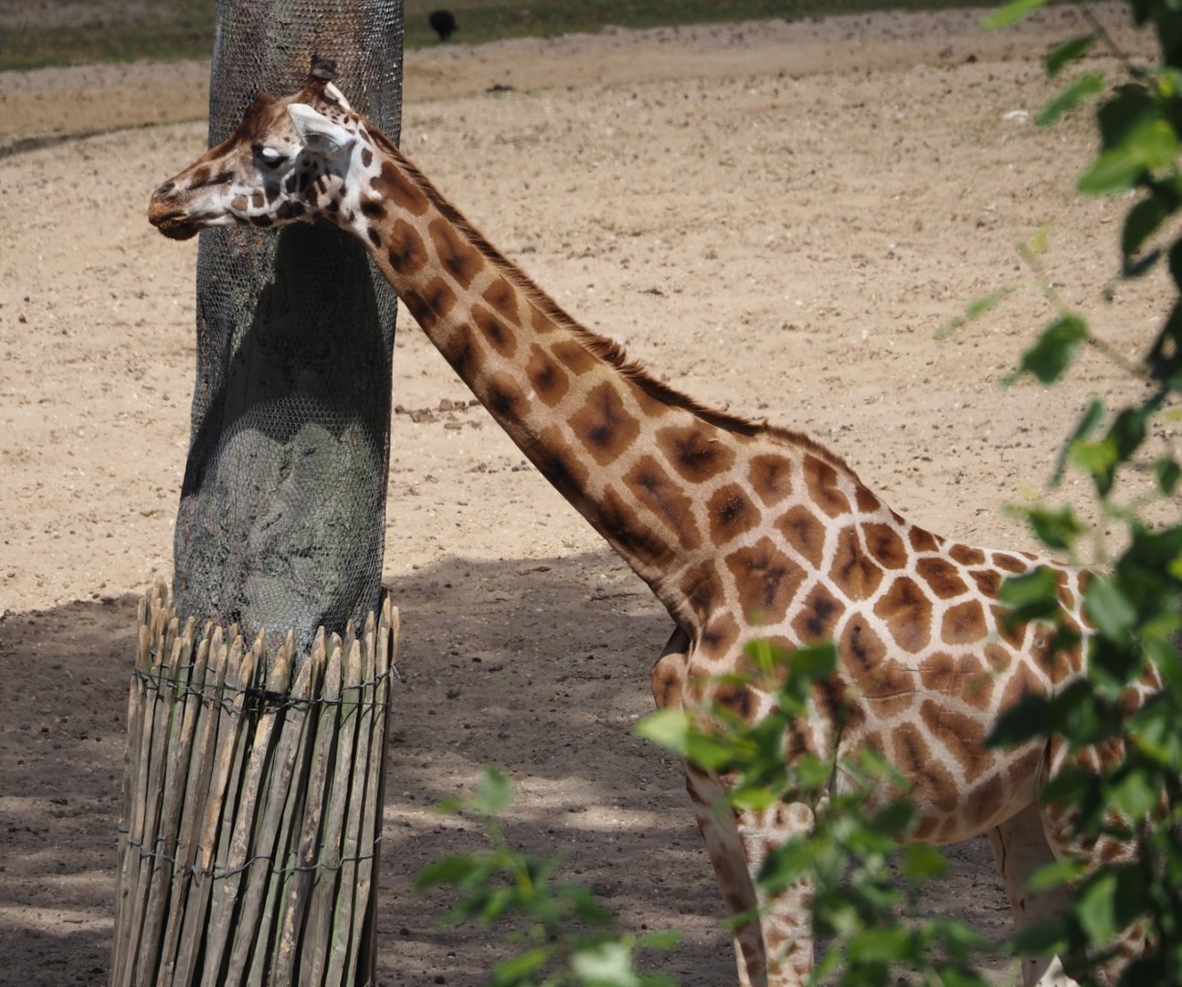 Rothschild's giraffe (Giraffa camelopardalis rothschildi), 2025-05-17