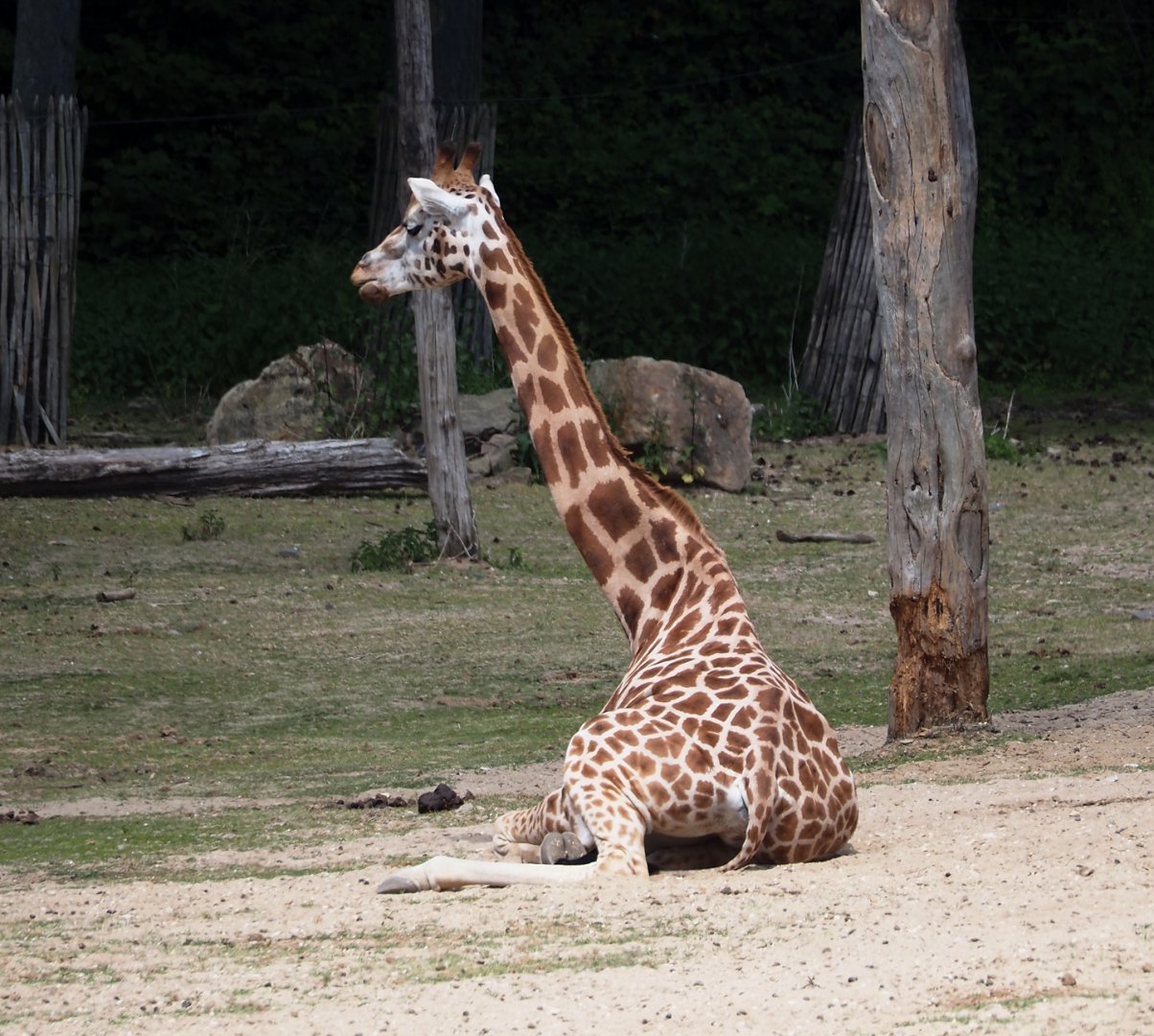Rothschild's giraffe (Giraffa camelopardalis rothschildi), 2025-05-17