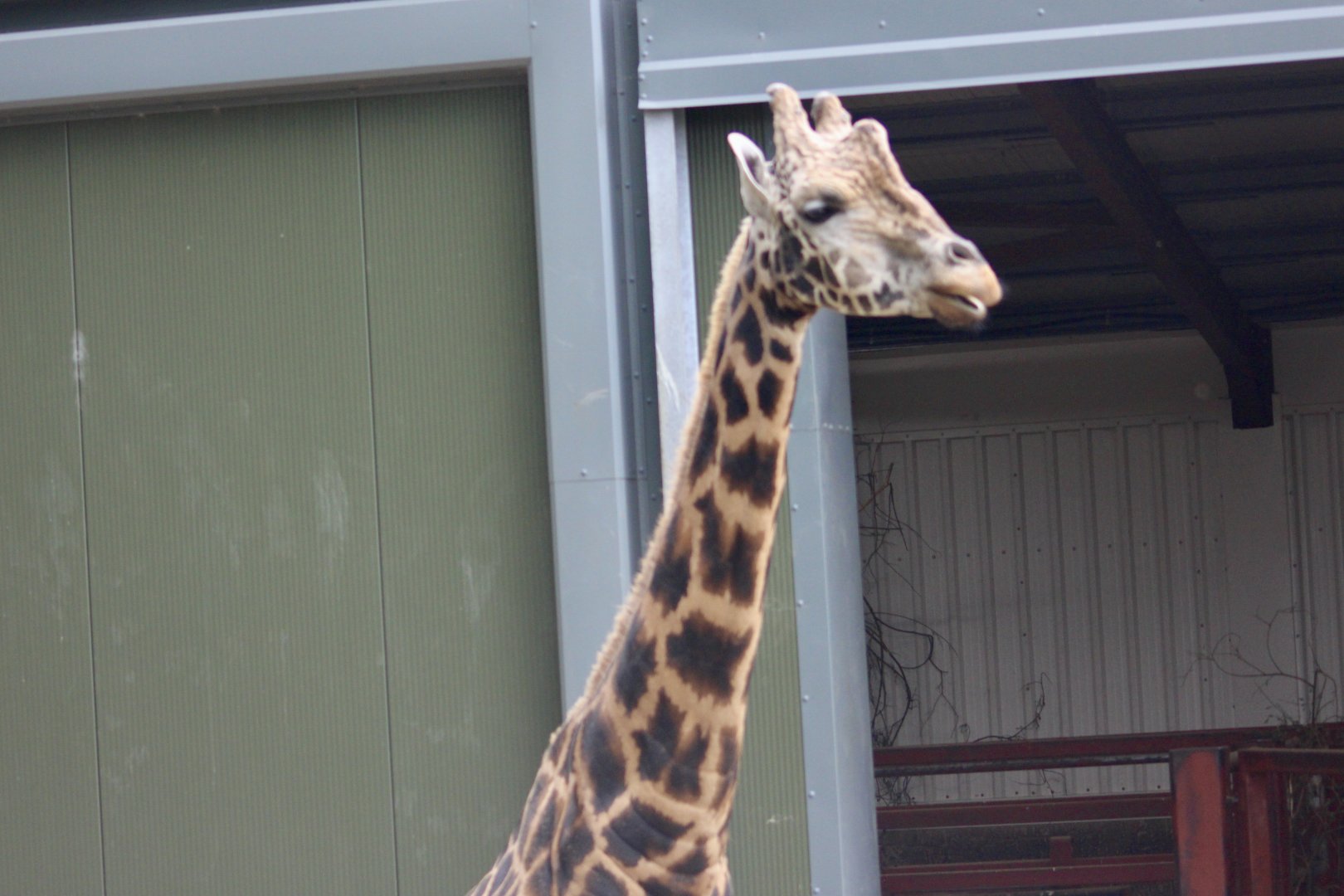 Rothschild's giraffe (Giraffa camelopardalis rothschildi) - 27/7/2025