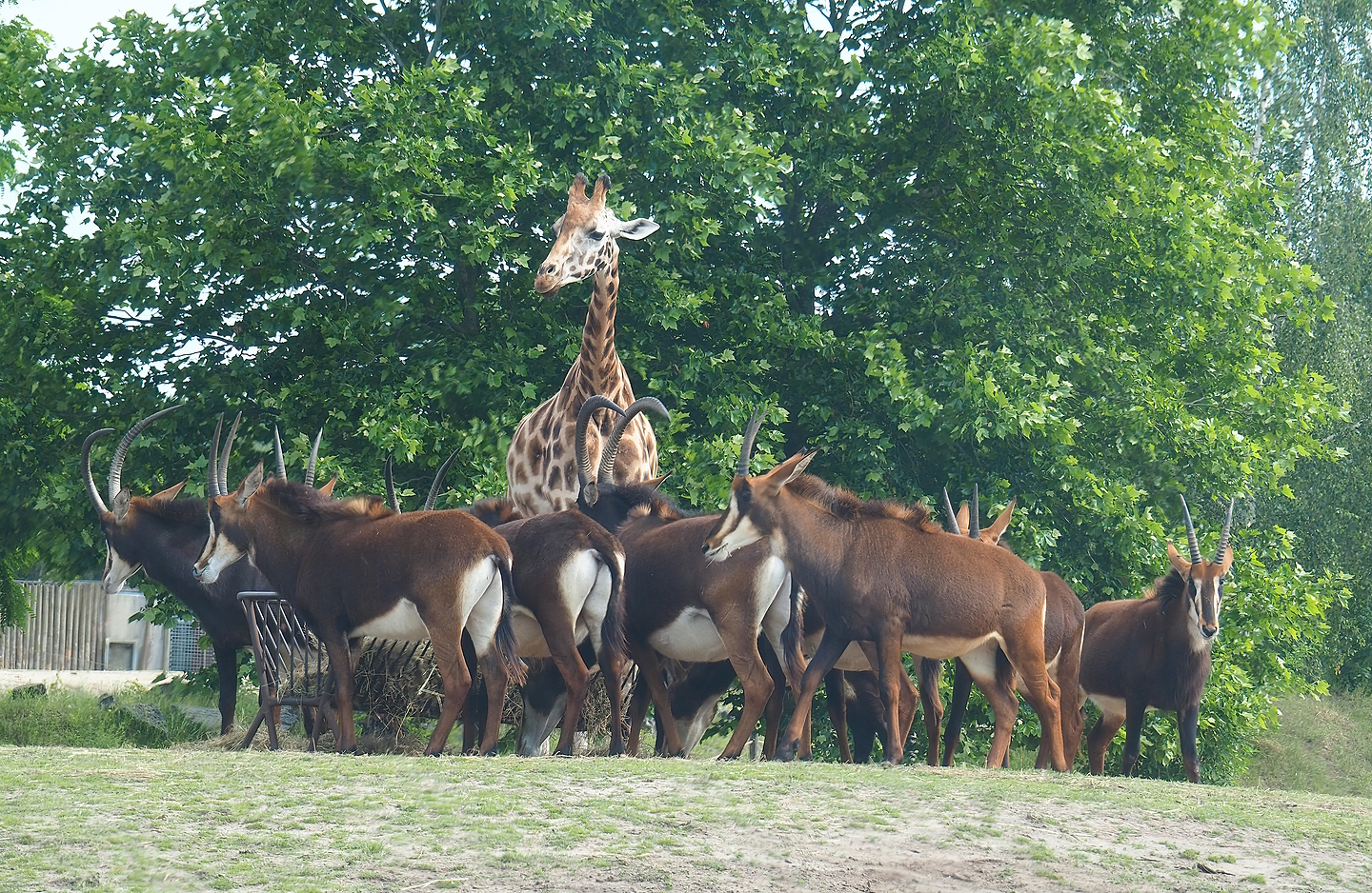 Rothschild's giraffe (Giraffa camelopardalis rothschildi) and Black sable antelopes (Hippotragus niger niger), 2022-06-12
