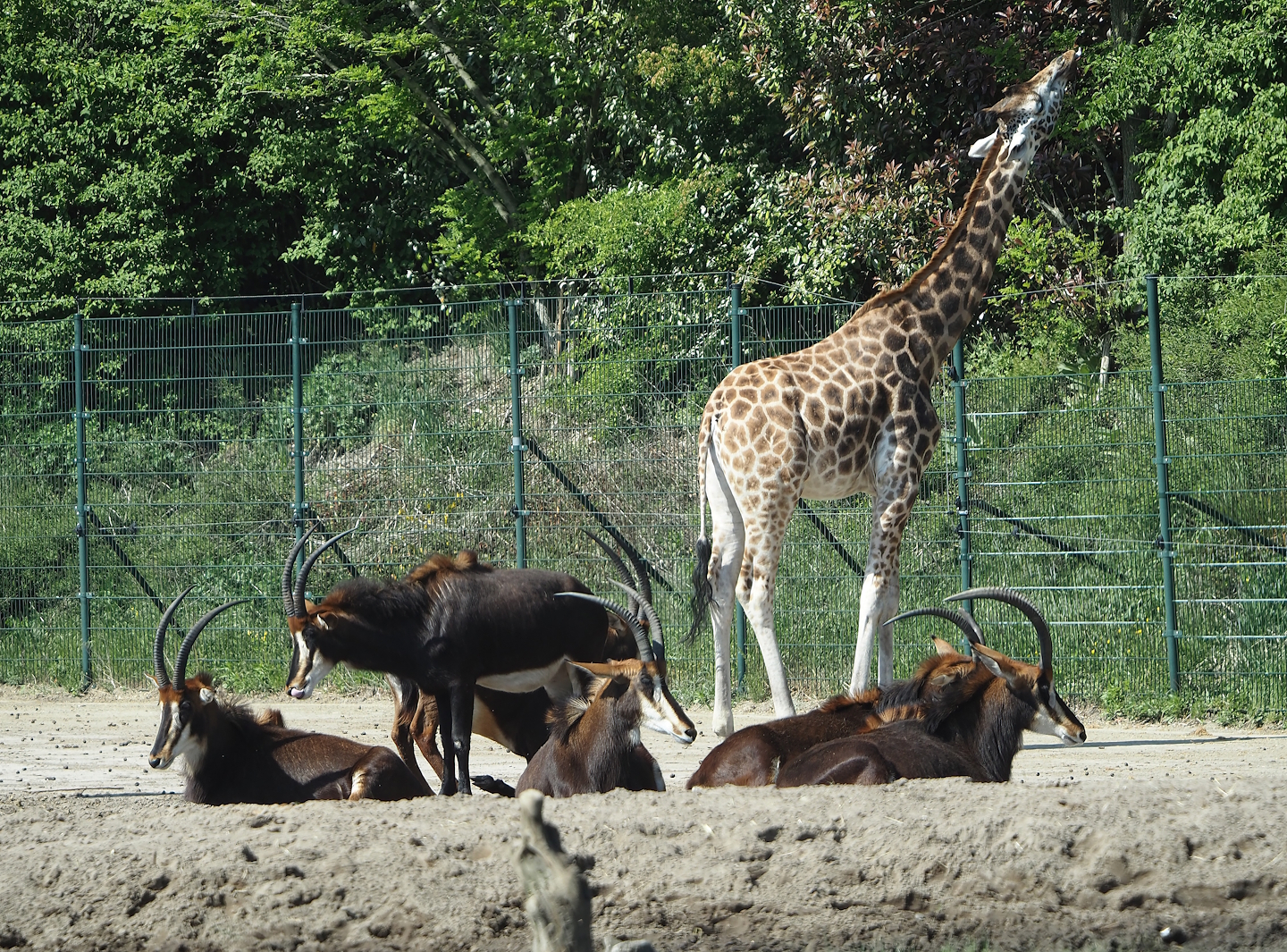 Rothschild's giraffe (Giraffa camelopardalis rothschildi) and Black sable antelopes (Hippotragus niger niger), 2025-04-30