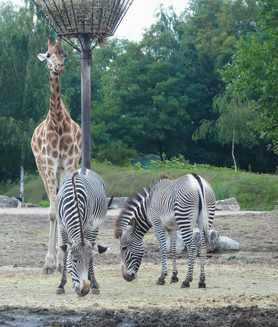 Rothschild's giraffe (Giraffa camelopardalis rothschildi) and Grévy's zebras (Equus grevyi), 2023-08-15