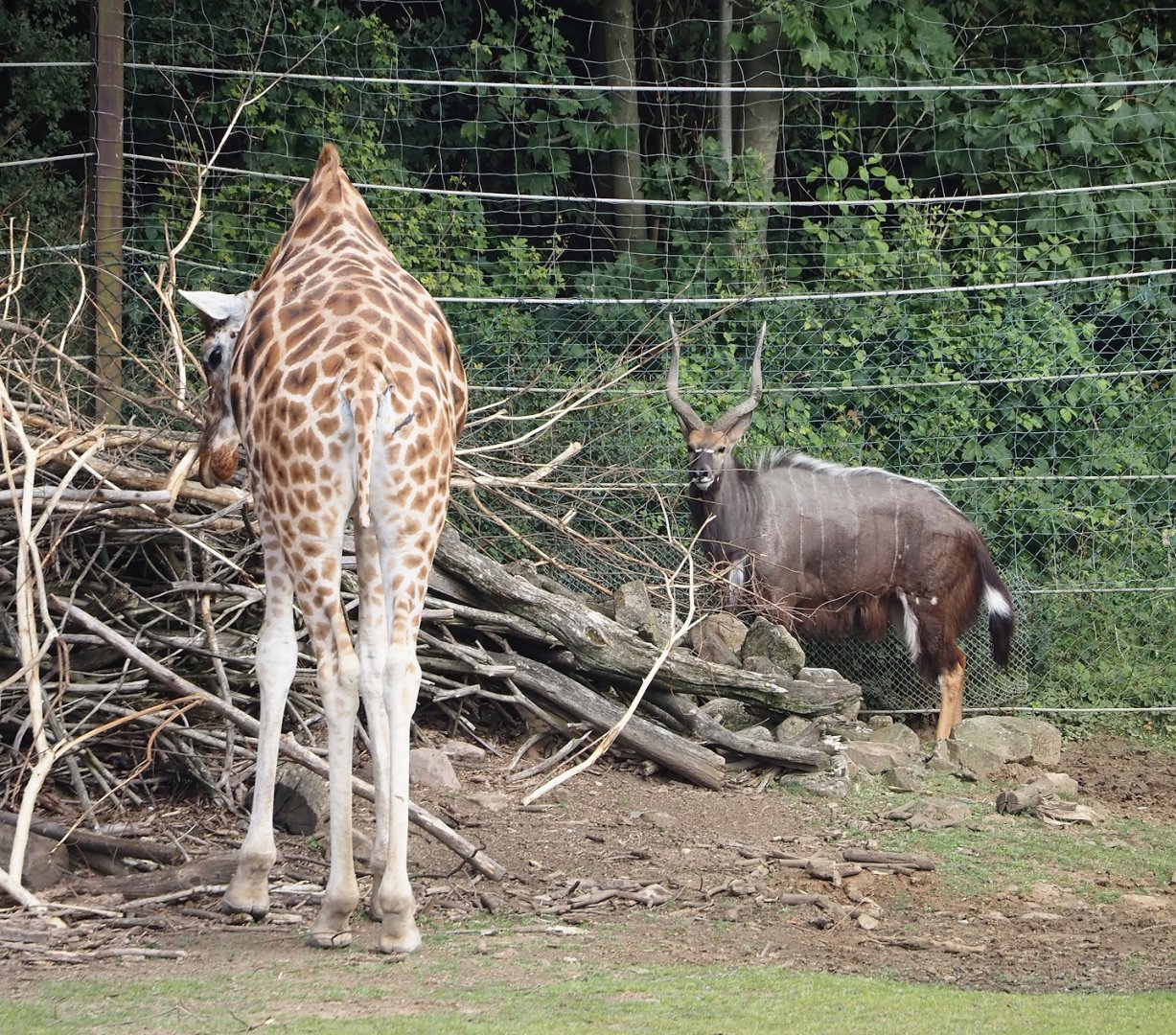 Rothschild's giraffe (Giraffa camelopardalis rothschildi) and Lowland Nyala (Tragelaphus angasii), 2024-08-05