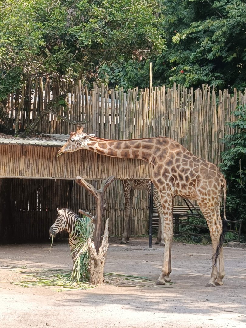Rothschild's Giraffe (Giraffa camelopardalis rothschildi) and Plains Zebra (Equus quagga)