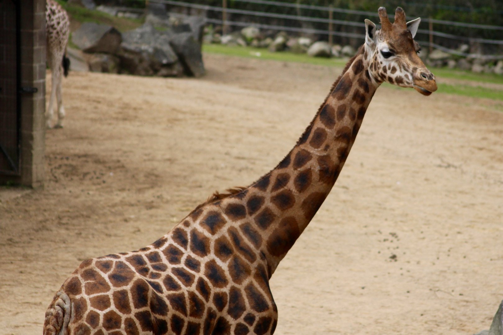 Rothschild's giraffe (Giraffa camelopardalis rothschildi) at Belfast Zoo - 04/09/2021