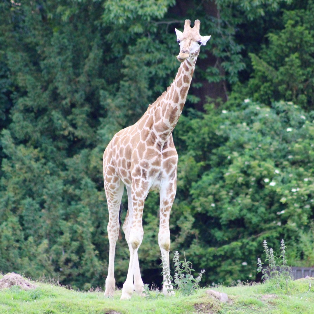 Rothschild's giraffe (Giraffa camelopardalis rothschildi) at Fota Wildlife Park - 08/07/2021