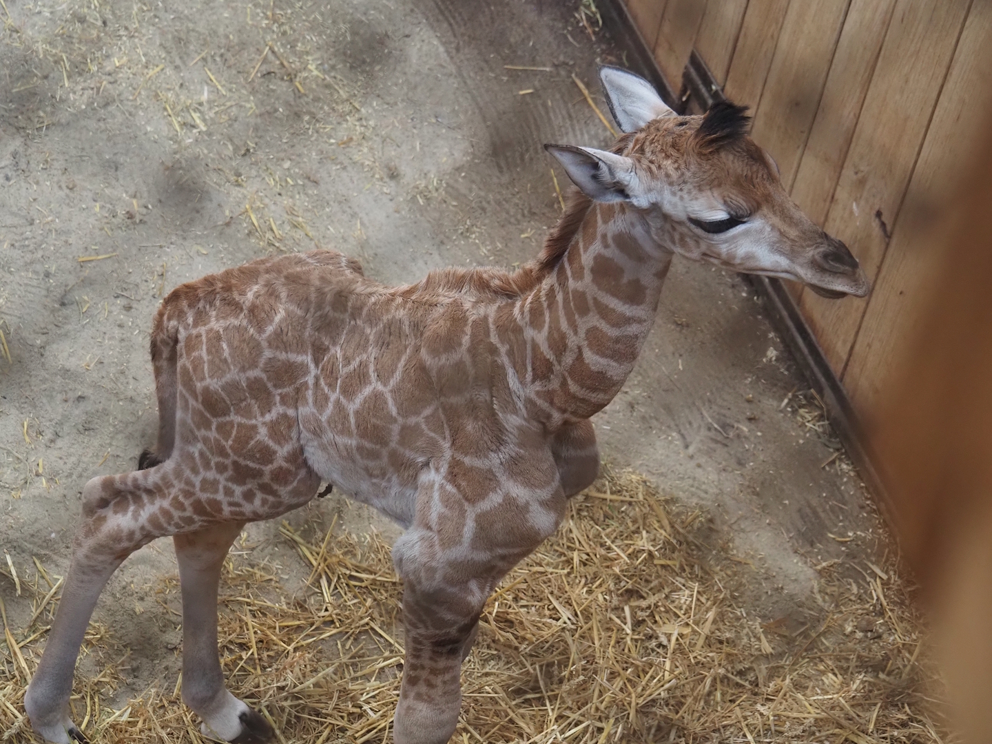 Rothschild's giraffe (Giraffa camelopardalis rothschildi) calf that sadly didn't survive, 2025-09-30
