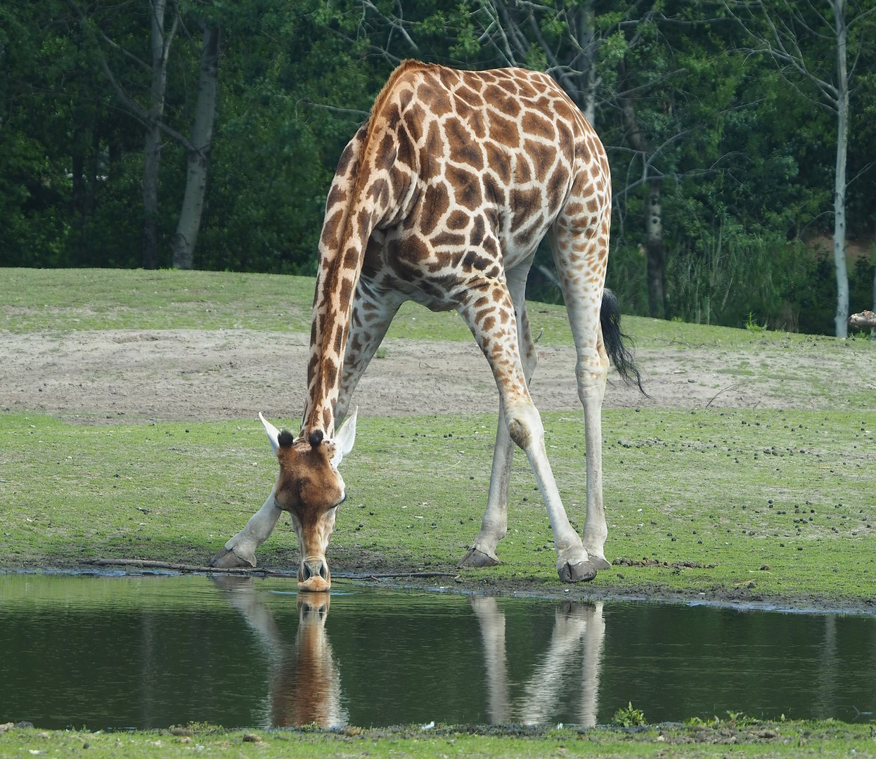 Rothschild's giraffe (Giraffa camelopardalis rothschildi) drinking, 2022-06-12
