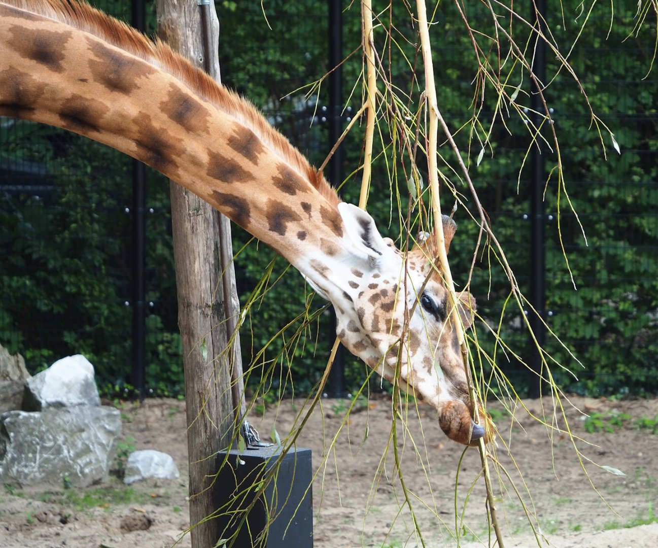 Rothschild's giraffe (Giraffa camelopardalis rothschildi) feeding on browse, 2023-08-17
