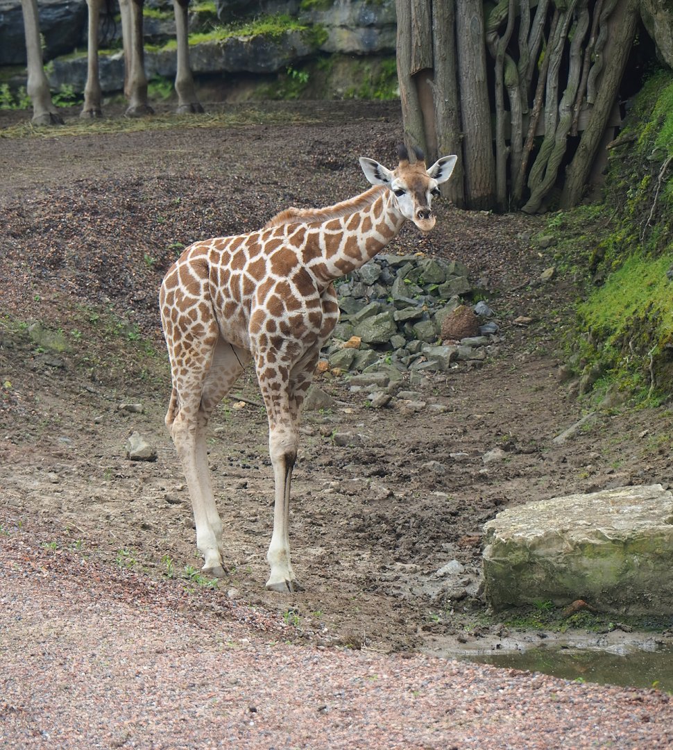 Rothschild's giraffe (Giraffa camelopardalis rothschildi) foal, 2023-05-15