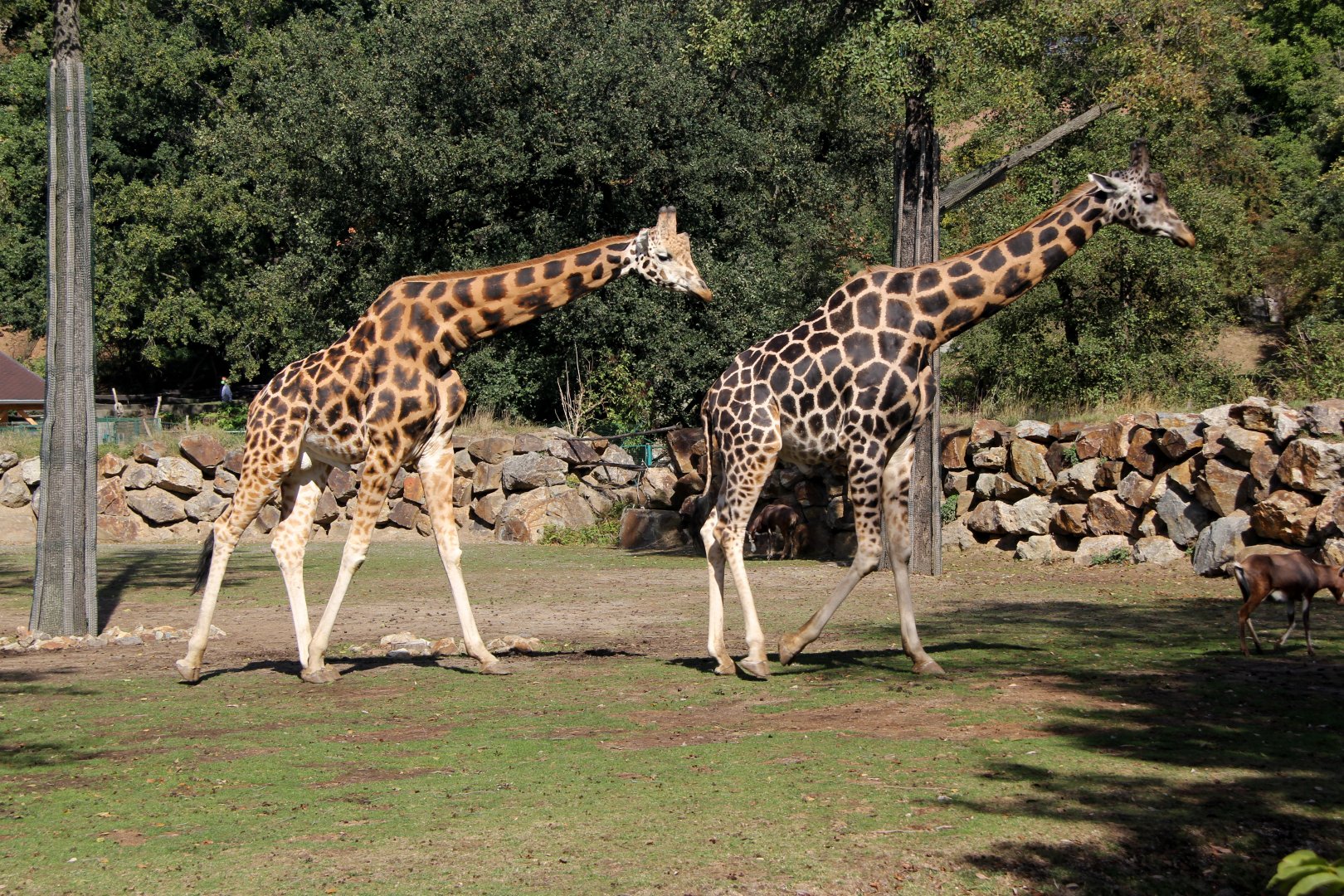Rothschild's giraffe (Giraffa camelopardalis rothschildi)