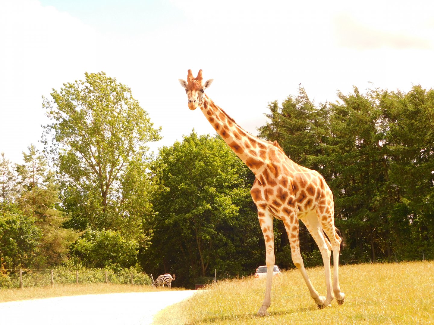 Rothschild's Giraffe (Giraffa camelopardalis rothschildi)