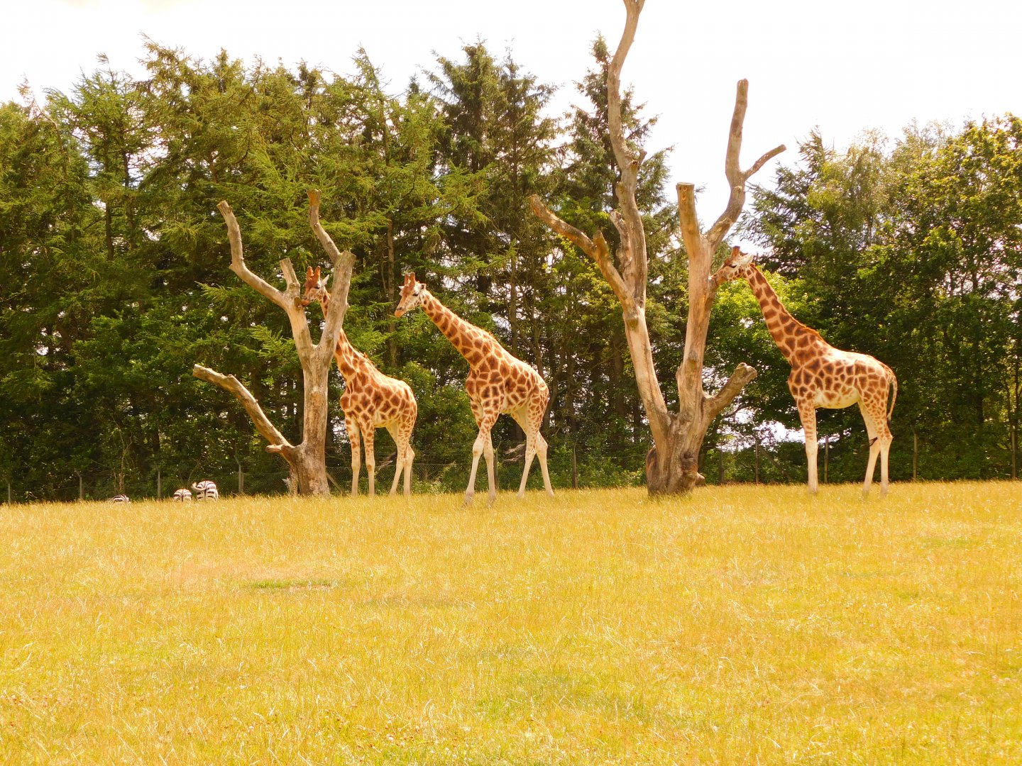 Rothschild's Giraffe (Giraffa camelopardalis rothschildi)
