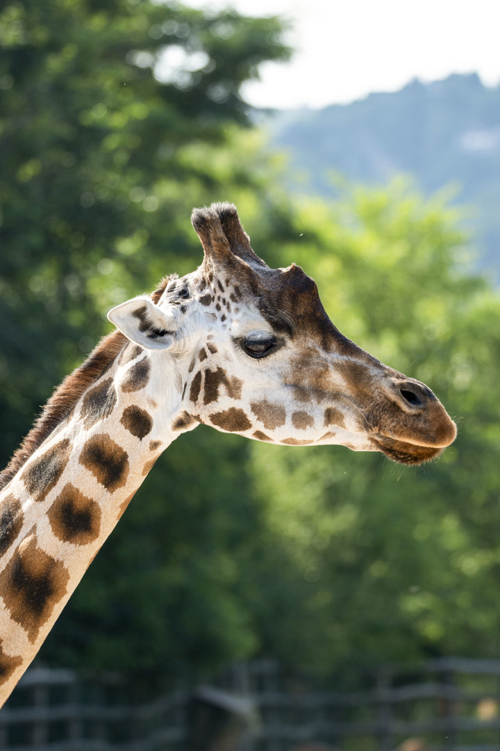 Rothschild's giraffe (Giraffa camelopardalis rothschildi)
