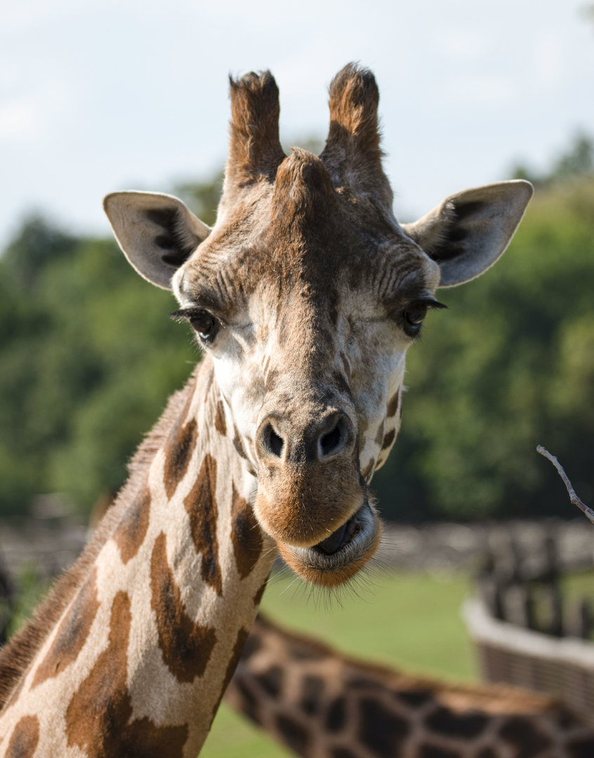Rothschild's giraffe (Giraffa camelopardalis rothschildi)
