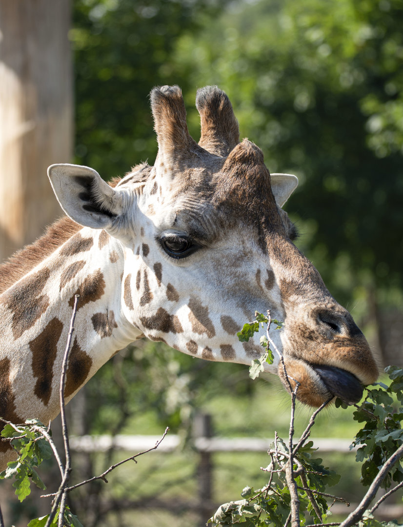 Rothschild's giraffe (Giraffa camelopardalis rothschildi)