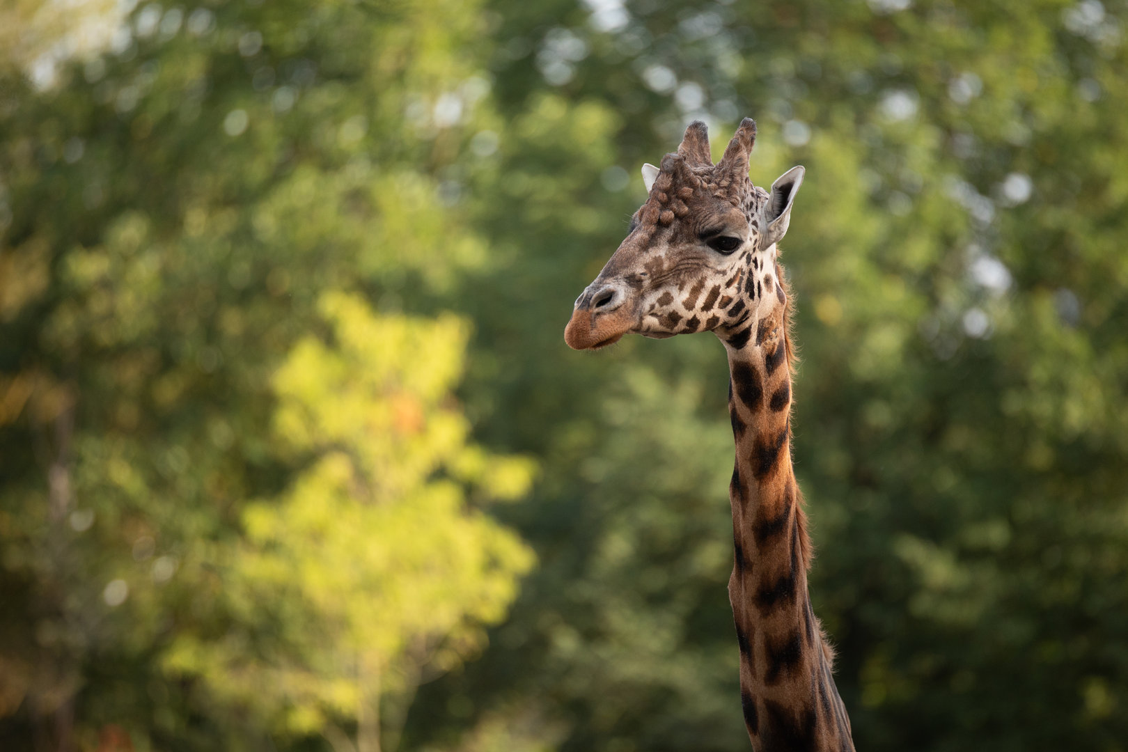 Rothschild's giraffe (Giraffa camelopardalis rothschildi)