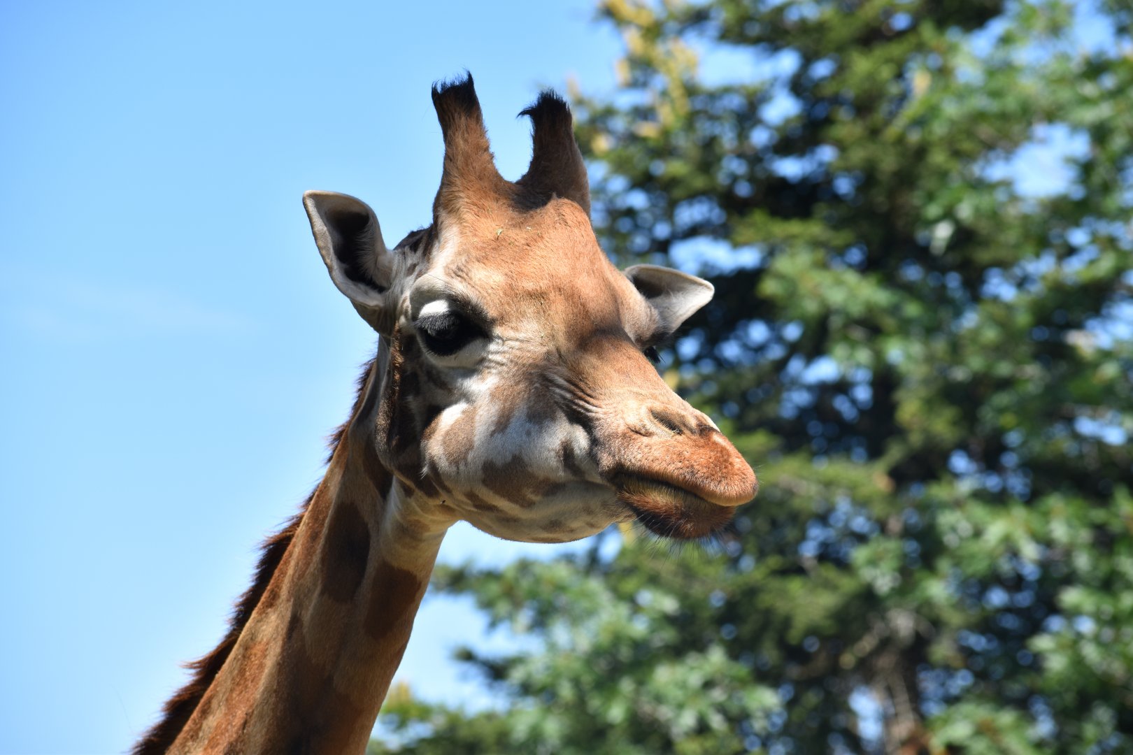 Rothschild's giraffe (Giraffa camelopardalis rothschildi)
