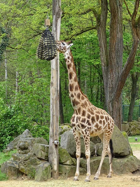 Rothschild's giraffe (Giraffa camelopardalis rothschildi)