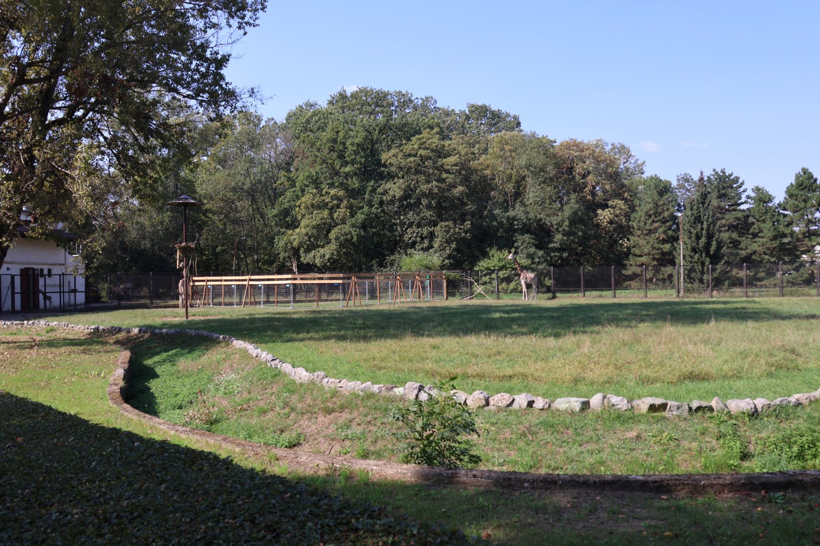 Rothschild's giraffe (Giraffa camelopardalis rothschildi)