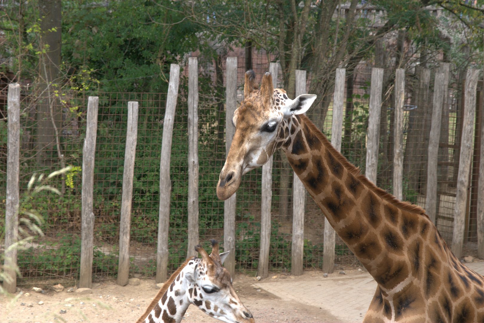 Rothschild's Giraffe (Giraffa camelopardalis rothschildi)