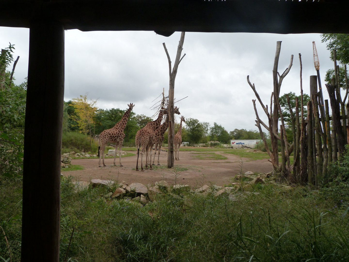 Rothschild's giraffe, Great white pelican and Marabou exhibit -Tierpark Berlin (2024)