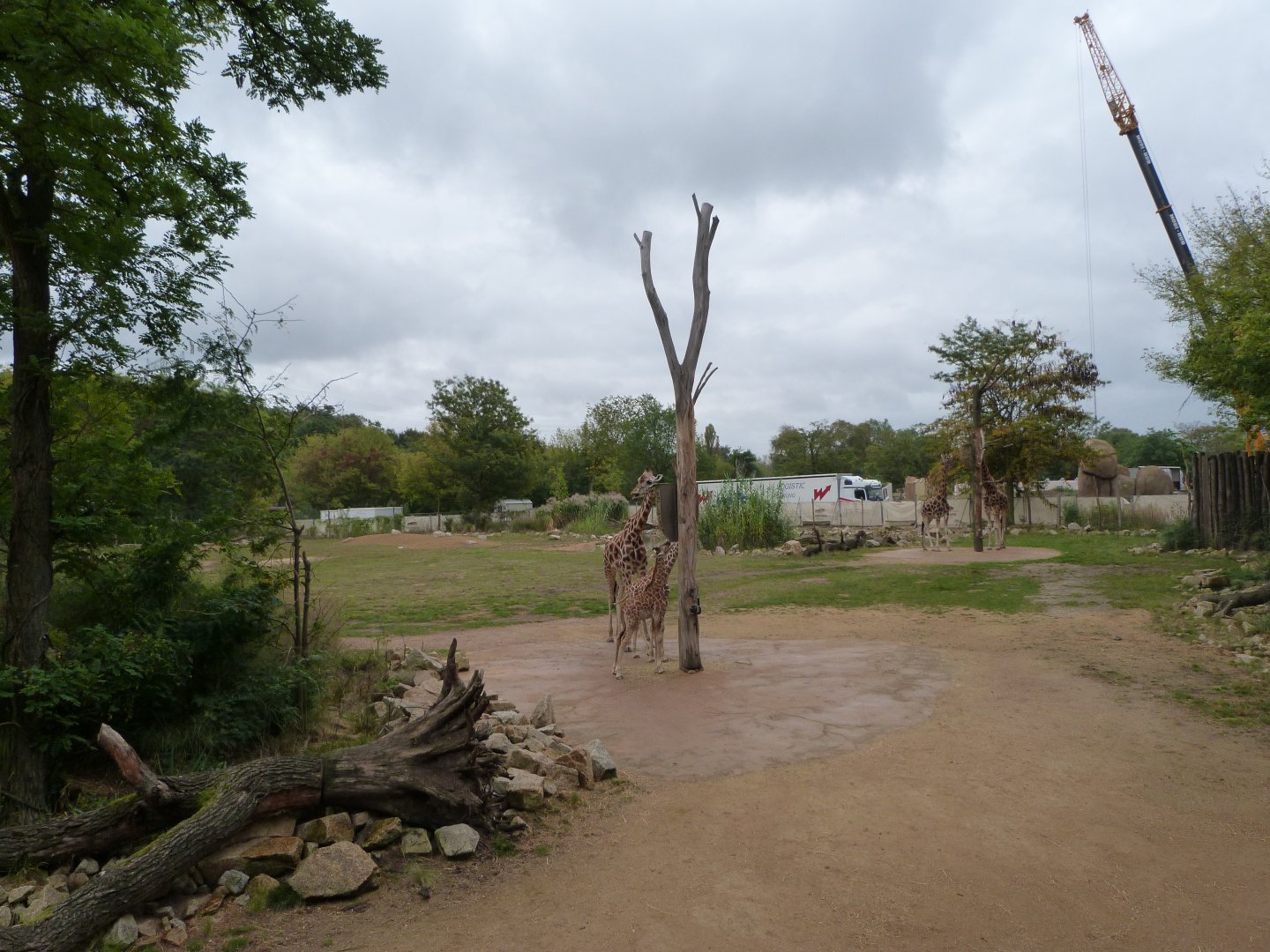 Rothschild's giraffe, Great white pelican and Marabou exhibit -Tierpark Berlin (2024)