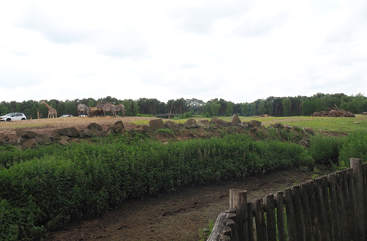 Rothschild's giraffe, Grévy's zebra and Black sable antelope plains, 2022-06-12